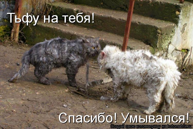 Тьфу на тебя! Спасибо! Умывался!... Котоматрица: Тьфу на тебя! Спасибо! Умывался!