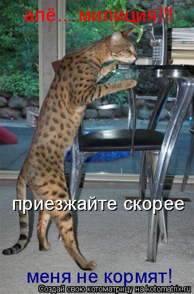 Котоматрица: алё... милиция!!! приезжайте скорее меня не кормят!
