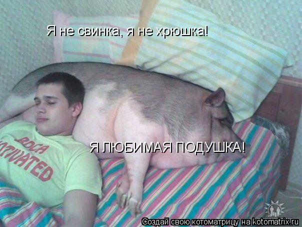 Котоматрица: Я не свинка, я не хрюшка!   Я ЛЮБИМАЯ ПОДУШКА!