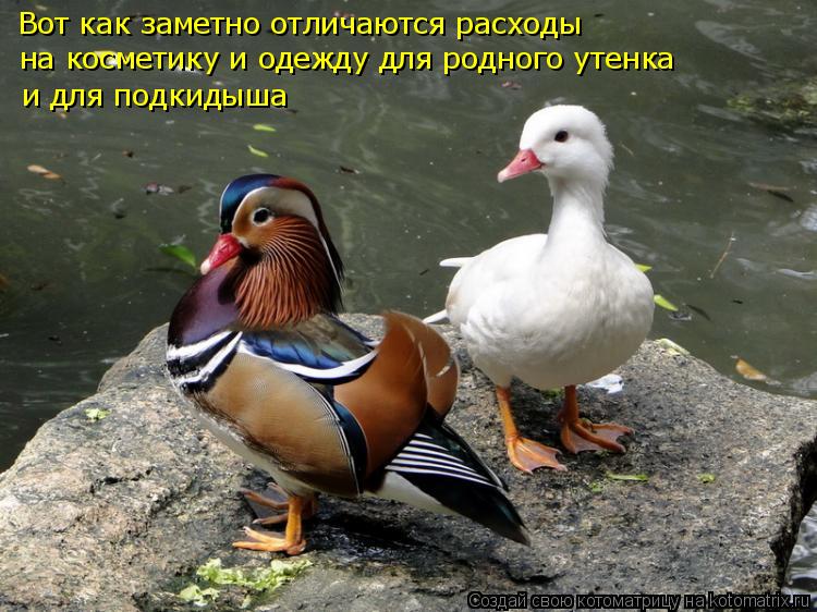 Котоматрица: Вот как заметно отличаются расходы на косметику и одежду для родного утенка и для подкидыша