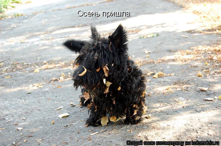 Котоматрица: Осень пришла