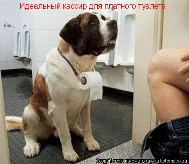 Котоматрица: Идеальный кассир для платного туалета