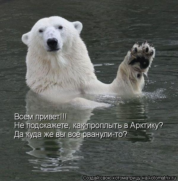 Котоматрица: Всем привет!!! Не подскажете, как проплыть в Арктику? Да куда же вы все рванули-то?