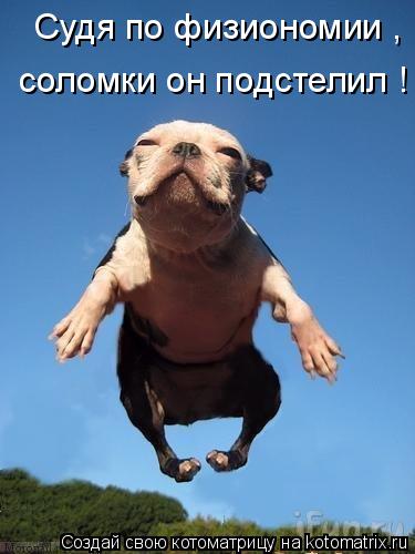 Котоматрица: Судя по физиономии , соломки он подстелил !