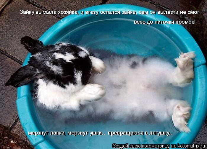 Котоматрица: Зайку вымыла хозяйка, и втазу остался зайка, сам он вылезти не смог весь до ниточки промок! мерзнут лапки, мерзнут ушки..  превращаюся в лягуш