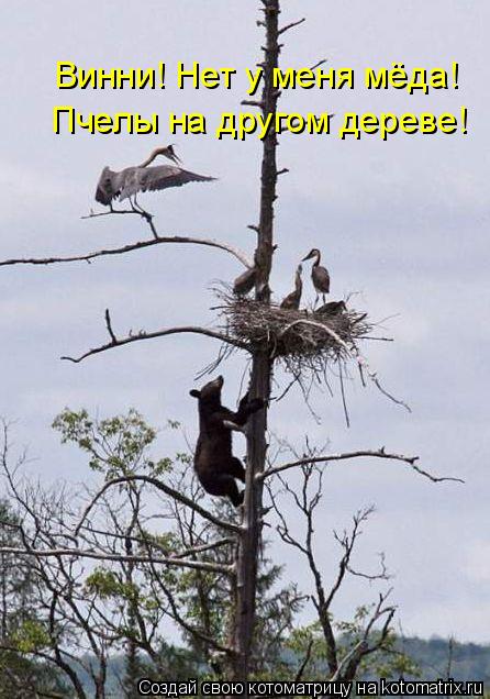 Котоматрица: Винни! Нет у меня мёда! Пчелы на другом дереве!