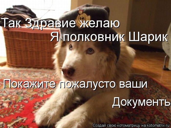 Так Здравие желаю Я полковник Шарик Покажите пожалусто ваши Документы... Котоматрица: Так Здравие желаю Я полковник Шарик Покажите пожалусто ваши Документы