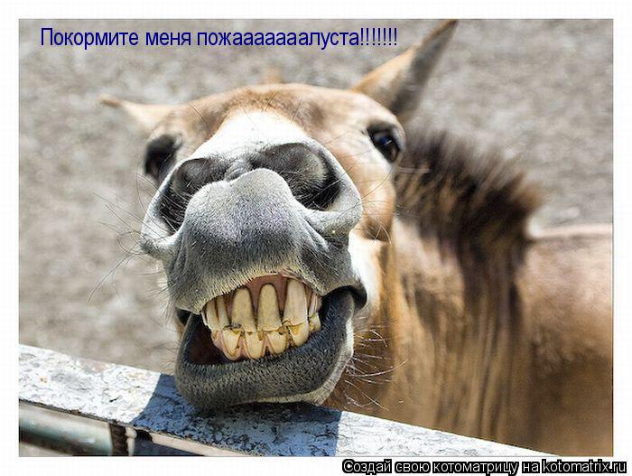 Покормите меня пожааааааалуста!!!!!!!... Котоматрица: Покормите меня пожааааааалуста!!!!!!!