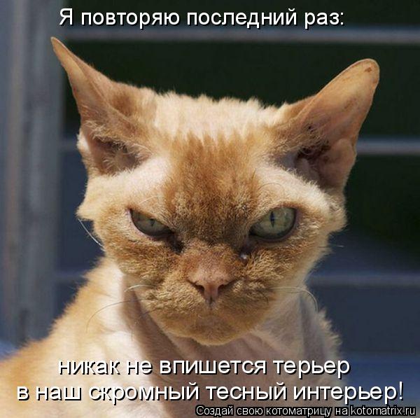 Я повторяю последний раз: никак не впишется терьер в наш скромный тесный интерьер!... Котоматрица: Я повторяю последний раз: никак не впишется терьер в наш скромный тесный интерьер!