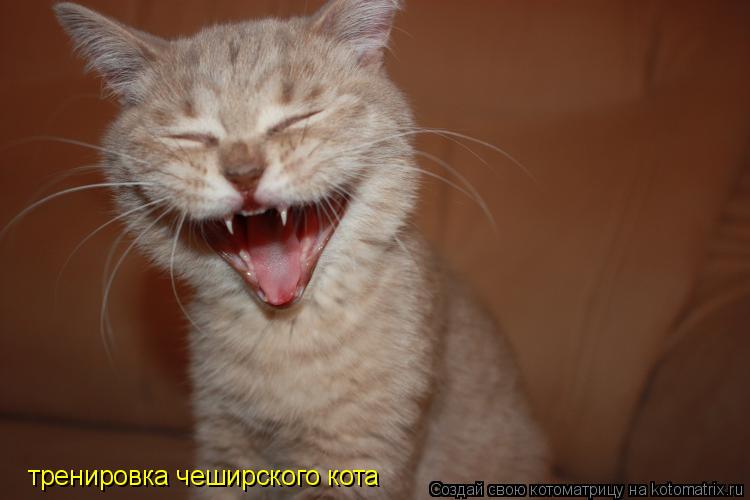 тренировка чеширского кота... Котоматрица: тренировка чеширского кота