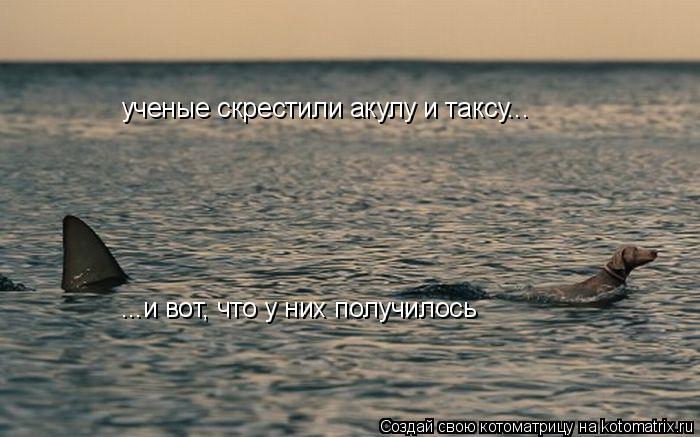 ученые скрестили акулу и таксу... ...и вот, что у них получилось... Котоматрица: ученые скрестили акулу и таксу... ...и вот, что у них получилось