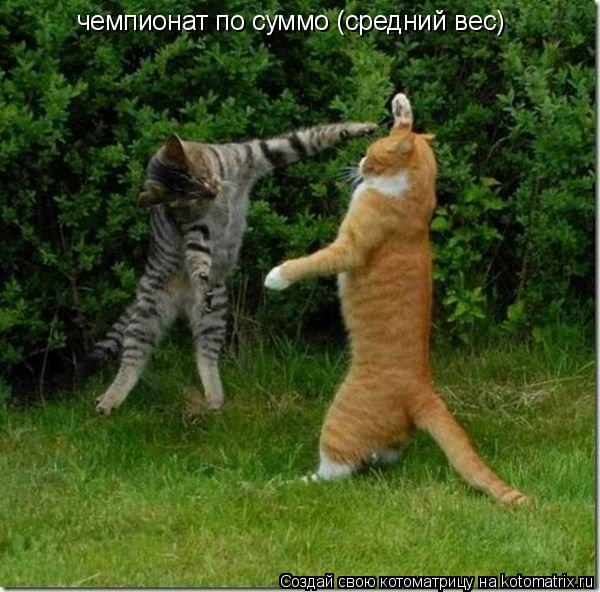 чемпионат по суммо (средний вес)... Котоматрица: чемпионат по суммо (средний вес)