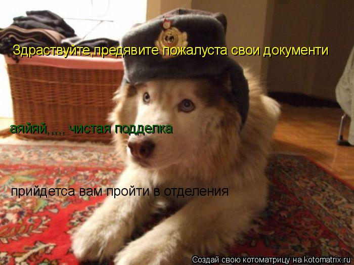 Здраствуйте,предявите пожалуста свои документи аяйяй,,,,, чистая подделка прийдетса вам пройти в отд... Котоматрица: Здраствуйте,предявите пожалуста свои документи аяйяй,,,,, чистая подделка прийдетса вам пройти в отделения