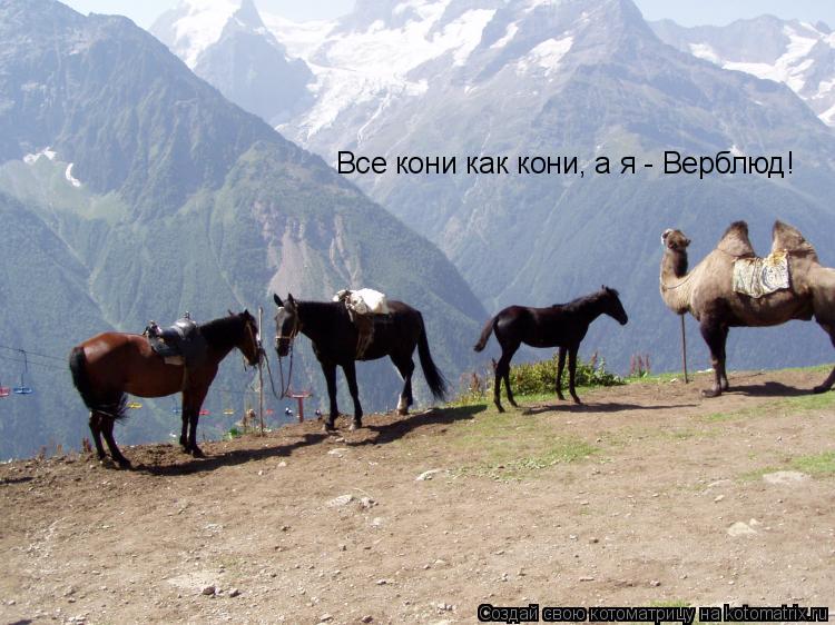 Все кони как кони, а я - Верблюд!... Котоматрица: Все кони как кони, а я - Верблюд!