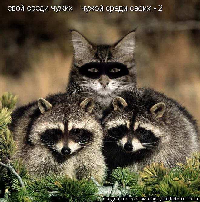 свой среди чужих чужой среди своих - 2... Котоматрица: свой среди чужих чужой среди своих - 2