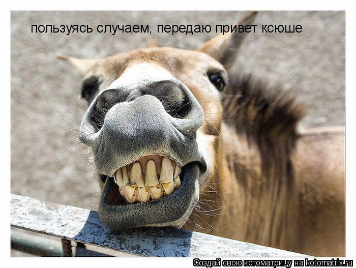 пользуясь случаем, передаю привет ксюше... Котоматрица: пользуясь случаем, передаю привет ксюше