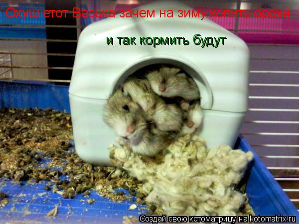 Охуш етот Васька зачем на зиму копить орехи и так кормить будут... Котоматрица: Охуш етот Васька зачем на зиму копить орехи и так кормить будут