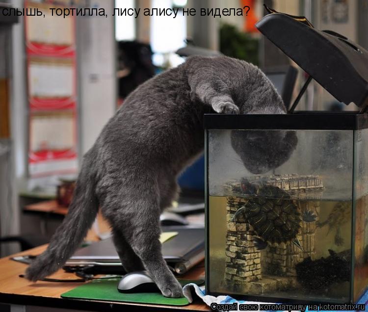 слышь, тортилла, лису алису не видела?... Котоматрица: слышь, тортилла, лису алису не видела?