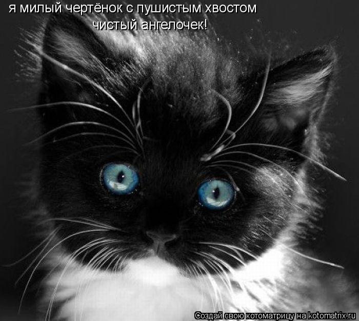 я милый чертёнок с пушистым хвостом чистый ангелочек!... Котоматрица: я милый чертёнок с пушистым хвостом чистый ангелочек!