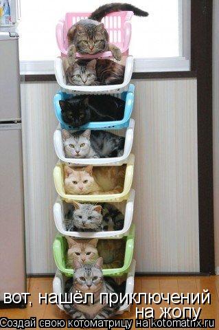 вот и нашёл приключений на жопу вот, нашёл приключений на жопу на жопу... Котоматрица: вот и нашёл приключений на жопу вот, нашёл приключений на жопу на жопу