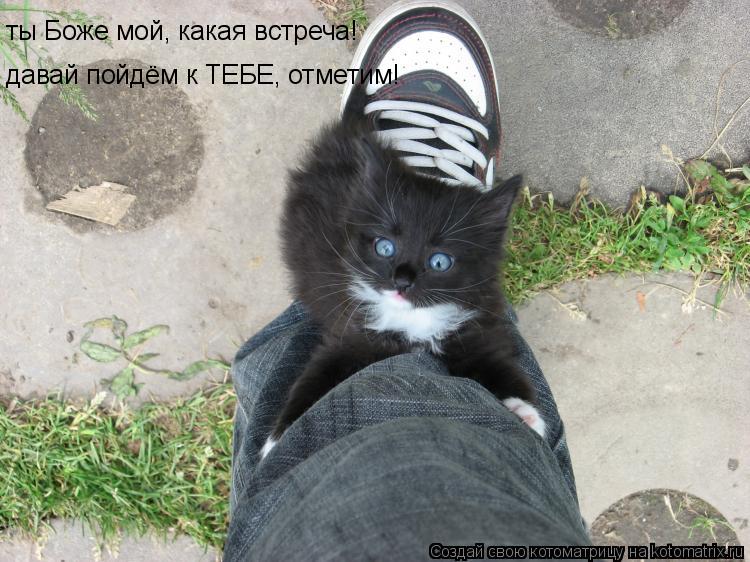 ты Боже мой, какая встреча! давай пойдём к ТЕБЕ, отметим!... Котоматрица: ты Боже мой, какая встреча! давай пойдём к ТЕБЕ, отметим!