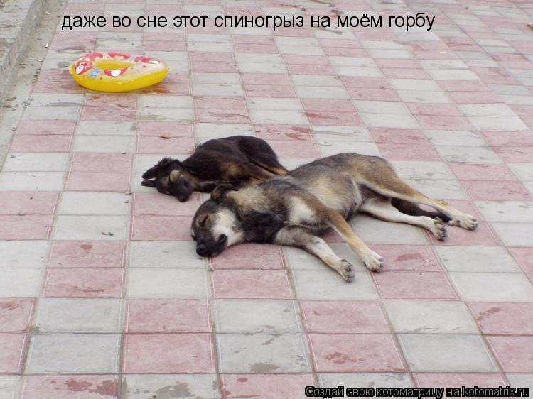 даже во сне этот спиногрыз на моём горбу... Котоматрица: даже во сне этот спиногрыз на моём горбу