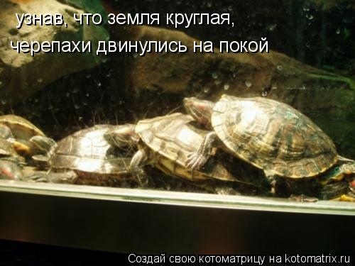 узнав, что земля круглая, черепахи двинулись на покой... Котоматрица: узнав, что земля круглая, черепахи двинулись на покой
