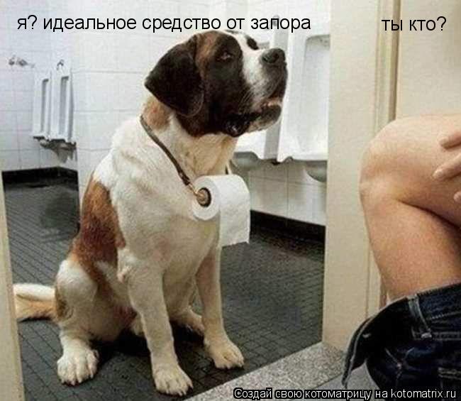 ты кто? я? идеальное средство от запора... Котоматрица: ты кто? я? идеальное средство от запора