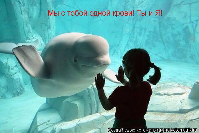 Мы с тобой одной крови! Ты и Я!... Котоматрица: Мы с тобой одной крови! Ты и Я!