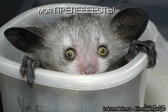 моя ПРЕЛЕЕЕЕСТЬ!... Котоматрица: моя ПРЕЛЕЕЕЕСТЬ!