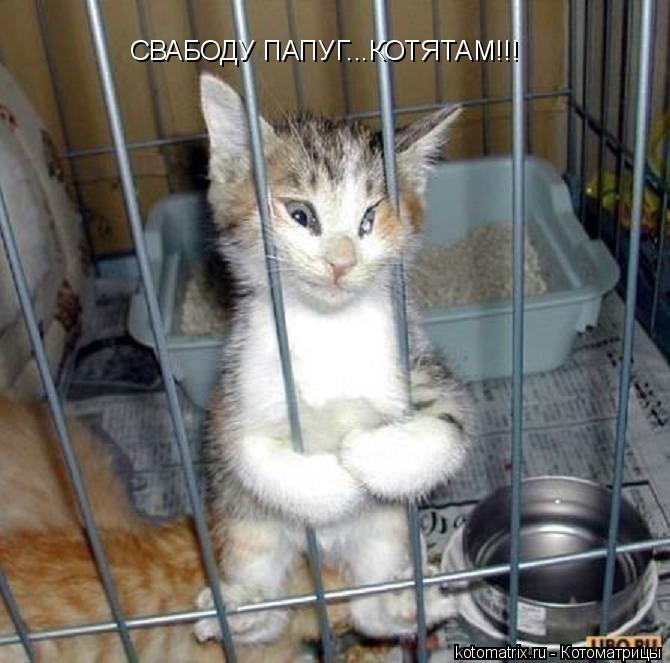 СВАБОДУ ПАПУГ...КОТЯТАМ!!!... Котоматрица: СВАБОДУ ПАПУГ...КОТЯТАМ!!!