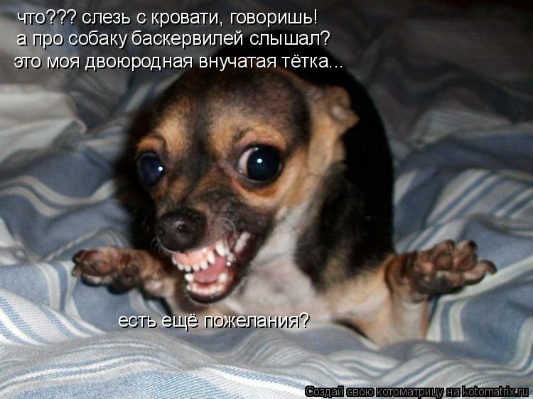 что??? слезь с кровати, говоришь! а про собаку баскервилей слышал? это моя двоюродная внучатая тётка.... Котоматрица: что??? слезь с кровати, говоришь! а про собаку баскервилей слышал? это моя двоюродная внучатая тётка... есть ещё пожелания?