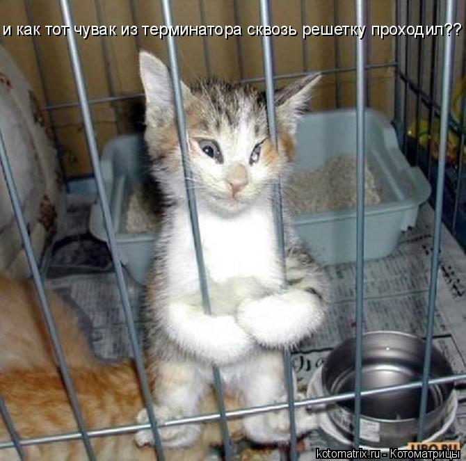 и как тот чувак из терминатора сквозь решетку проходил??... Котоматрица: и как тот чувак из терминатора сквозь решетку проходил??