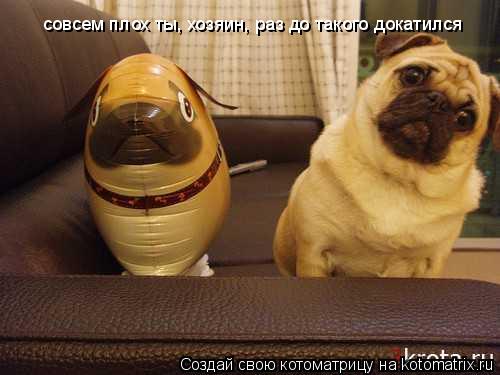 совсем плох ты, хозяин, раз до такого докатился... Котоматрица: совсем плох ты, хозяин, раз до такого докатился