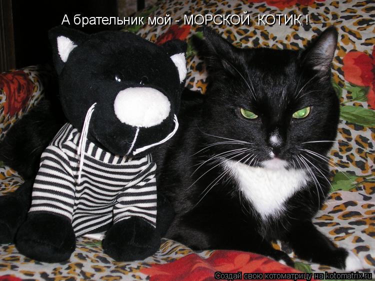 А брательник мой - МОРСКОЙ КОТИК !... Котоматрица: А брательник мой - МОРСКОЙ КОТИК !