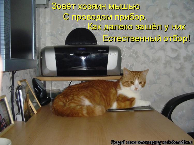 Котоматрица: Зовёт хозяин мышью  С проводом прибор. Как далеко зашёл у них Естественный отбор!