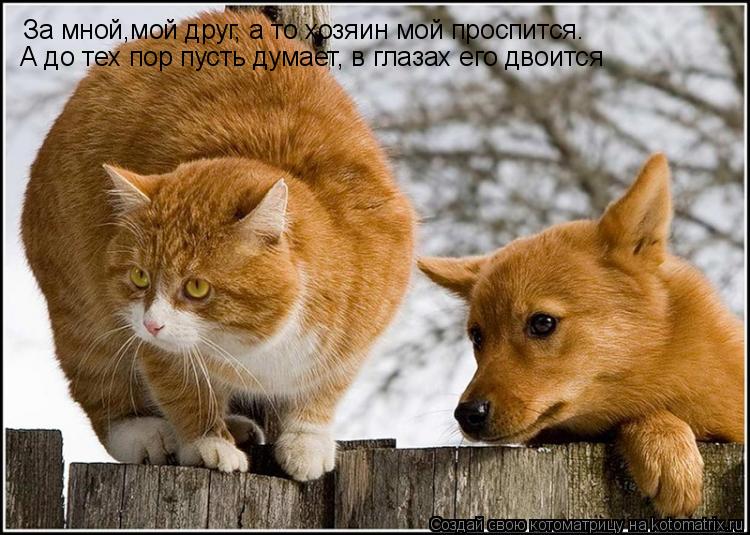 За мной,мой друг, а то хозяин мой проспится. А до тех пор пусть думает, в глазах его двоится... Котоматрица: За мной,мой друг, а то хозяин мой проспится. А до тех пор пусть думает, в глазах его двоится