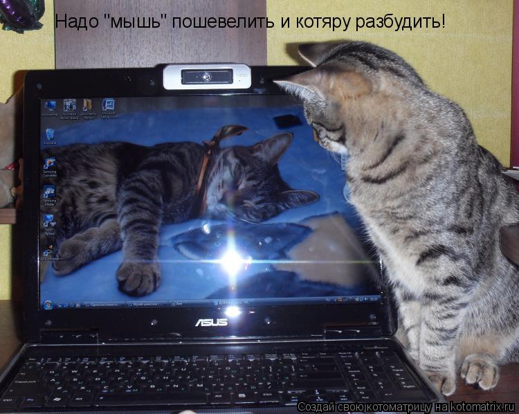 Надо "мышь" пошевелить и котяру разбудить!... Котоматрица: Надо "мышь" пошевелить и котяру разбудить!