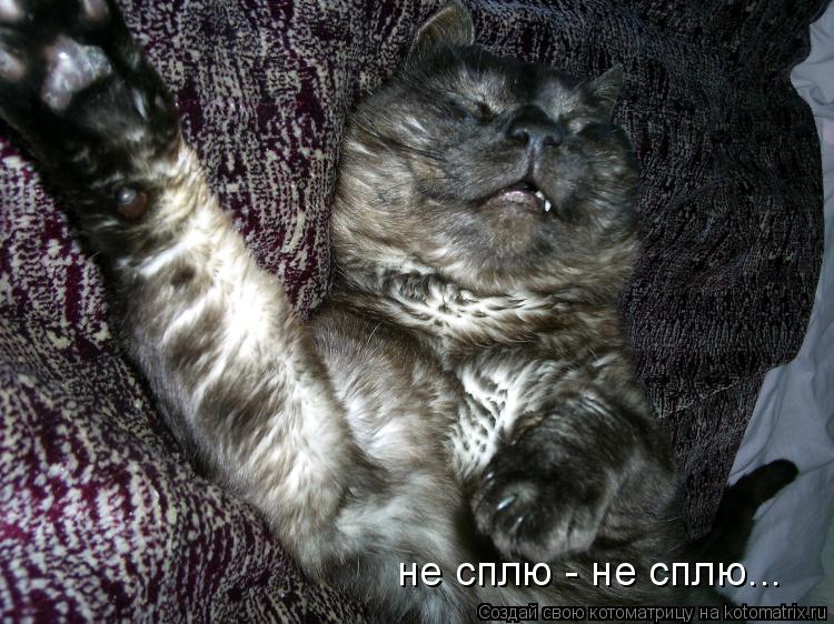 не сплю - не сплю...... Котоматрица: не сплю - не сплю...
