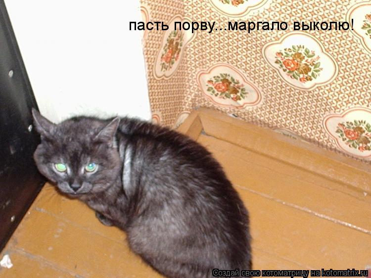 пасть порву...маргало выколю!... Котоматрица: пасть порву...маргало выколю!