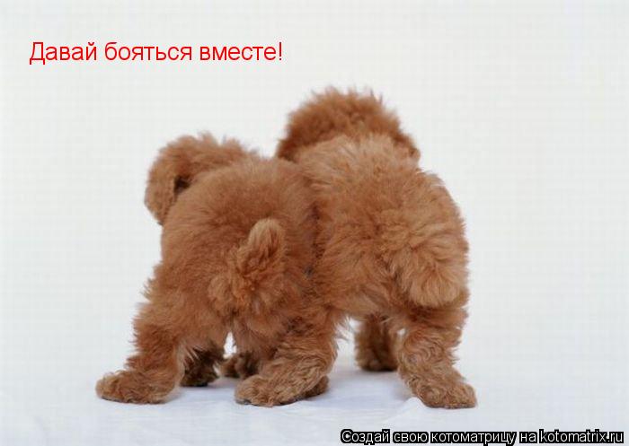 Давай бояться вместе!... Котоматрица: Давай бояться вместе!