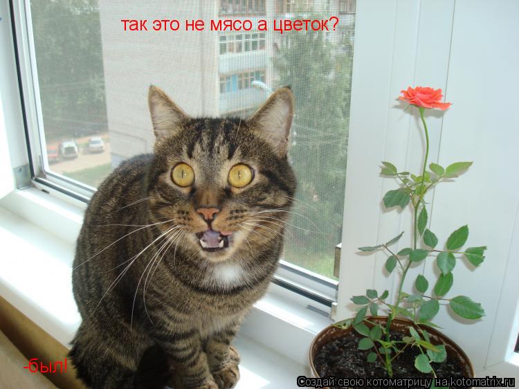 так это не мясо а цветок? -был!... Котоматрица: так это не мясо а цветок? -был!