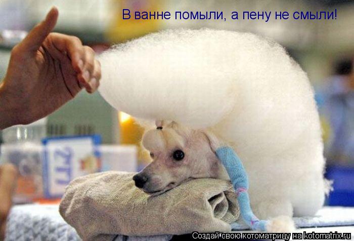 В ванне помыли, а пену не смыли!... Котоматрица: В ванне помыли, а пену не смыли!