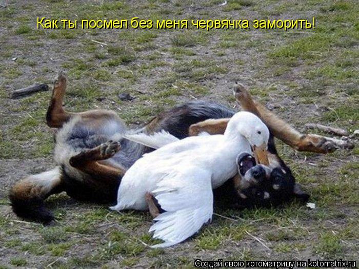 Как ты посмел без меня червячка заморить!... Котоматрица: Как ты посмел без меня червячка заморить!