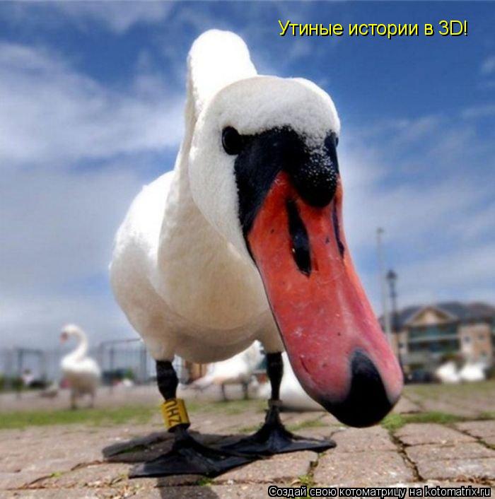Утиные истории в 3D!... Котоматрица: Утиные истории в 3D!