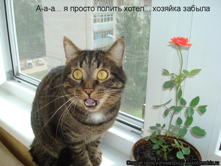 А-а-а... я просто полить хотел... хозяйка забыла... Котоматрица: А-а-а... я просто полить хотел... хозяйка забыла