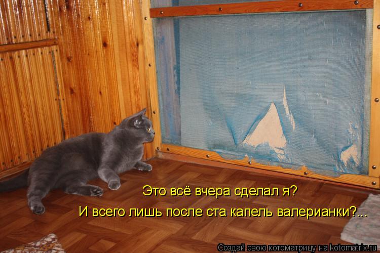Это всё вчера сделал я? И всего лишь после ста капель валерианки?...... Котоматрица: Это всё вчера сделал я? И всего лишь после ста капель валерианки?...