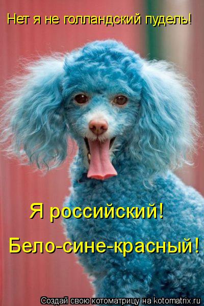 Нет я не голландский пудель! Я российский! Бело-сине-красный!... Котоматрица: Нет я не голландский пудель! Я российский! Бело-сине-красный!
