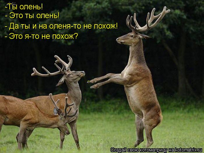 -Ты олень! - Это ты олень! - Да ты и на оленя-то не похож! - Это я-то не похож?... Котоматрица: -Ты олень! - Это ты олень! - Да ты и на оленя-то не похож! - Это я-то не похож?