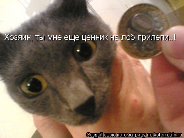 Хозяин, ты мне еще ценник на лоб прилепи..!... Котоматрица: Хозяин, ты мне еще ценник на лоб прилепи..!